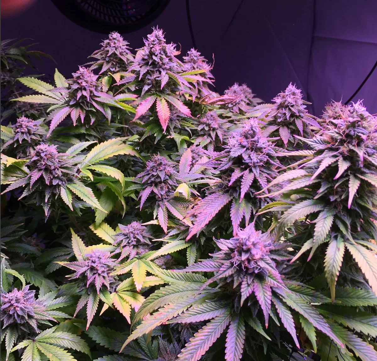 Cogollo ya vapeado: formas de usar marihuana vapeada