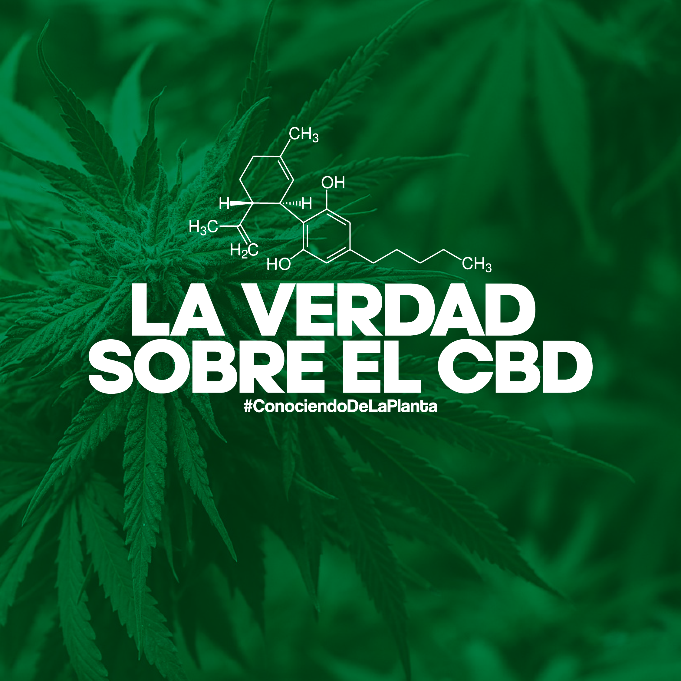 La verdad sobre el CBD