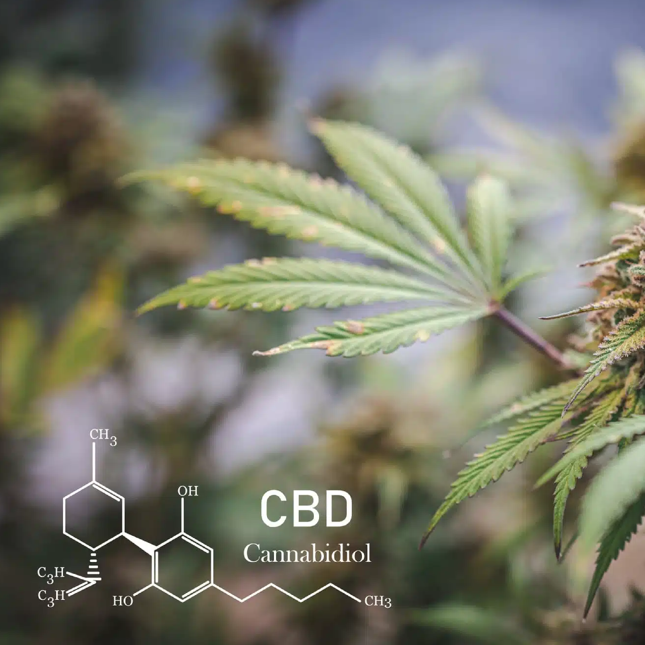 ¿Cuánto Duran Los Efectos Del CBD? Factores y Métodos de Uso